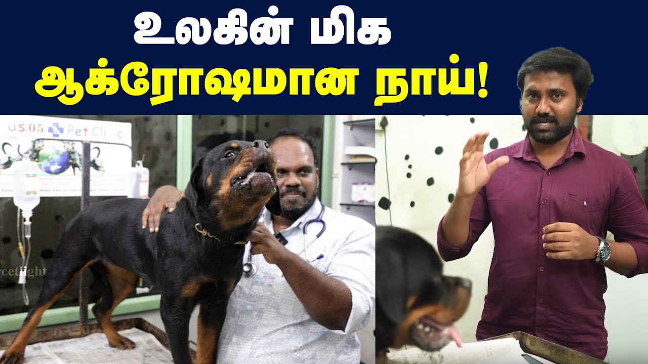 18 நாடுகளில் தடை: Rottweiler Attack: Owners எதுவும் தெரியாம வளக்குறாங்க | வெளிநாட்டு நாய் மோகம் ஏன்?