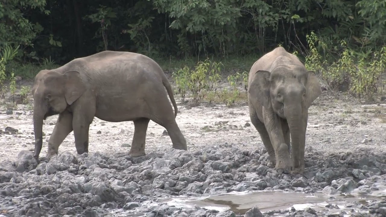 Tabin Wildlife Reserve