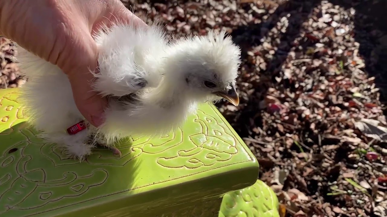 NEW SILKIE & NAKED-NECK CHICKENS