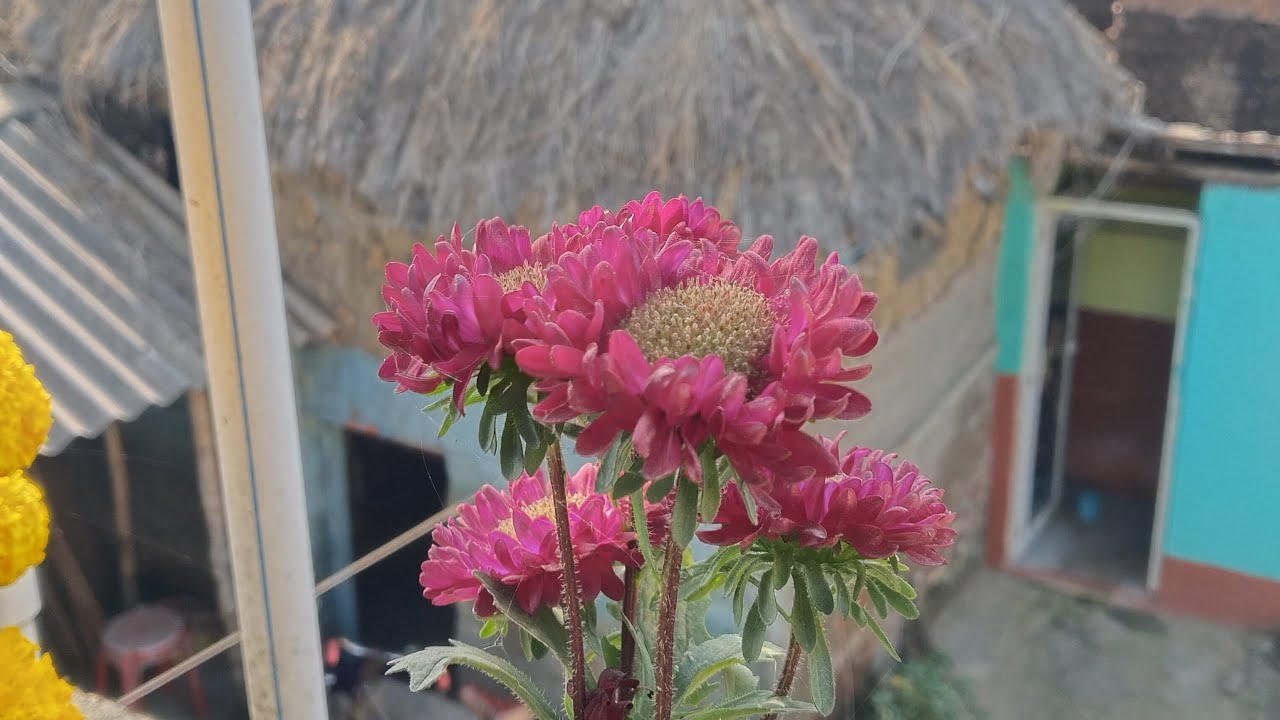 ঝটপট সবাই চলে এসো বন্ধুরা লাইভে