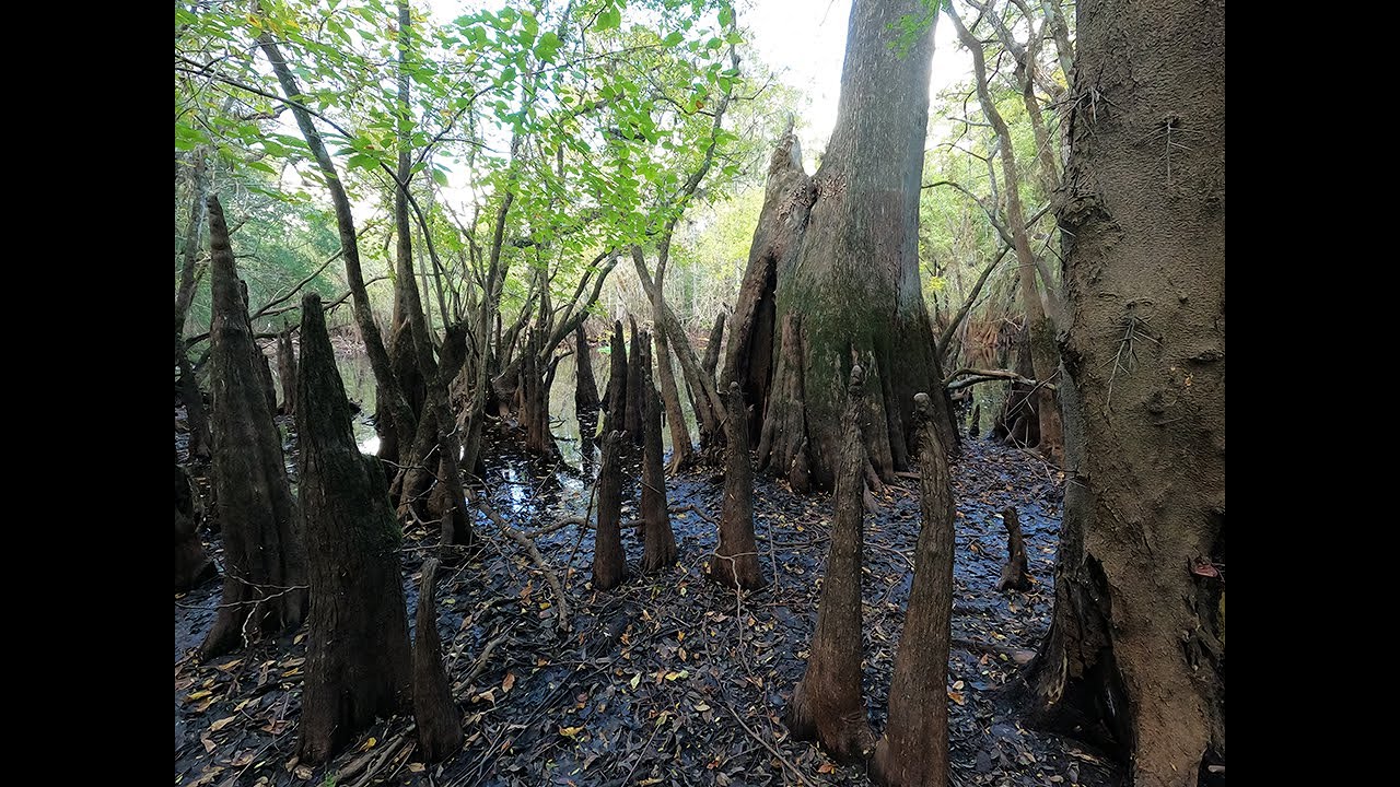 Ancient Indian Mound Exploration (Part One)