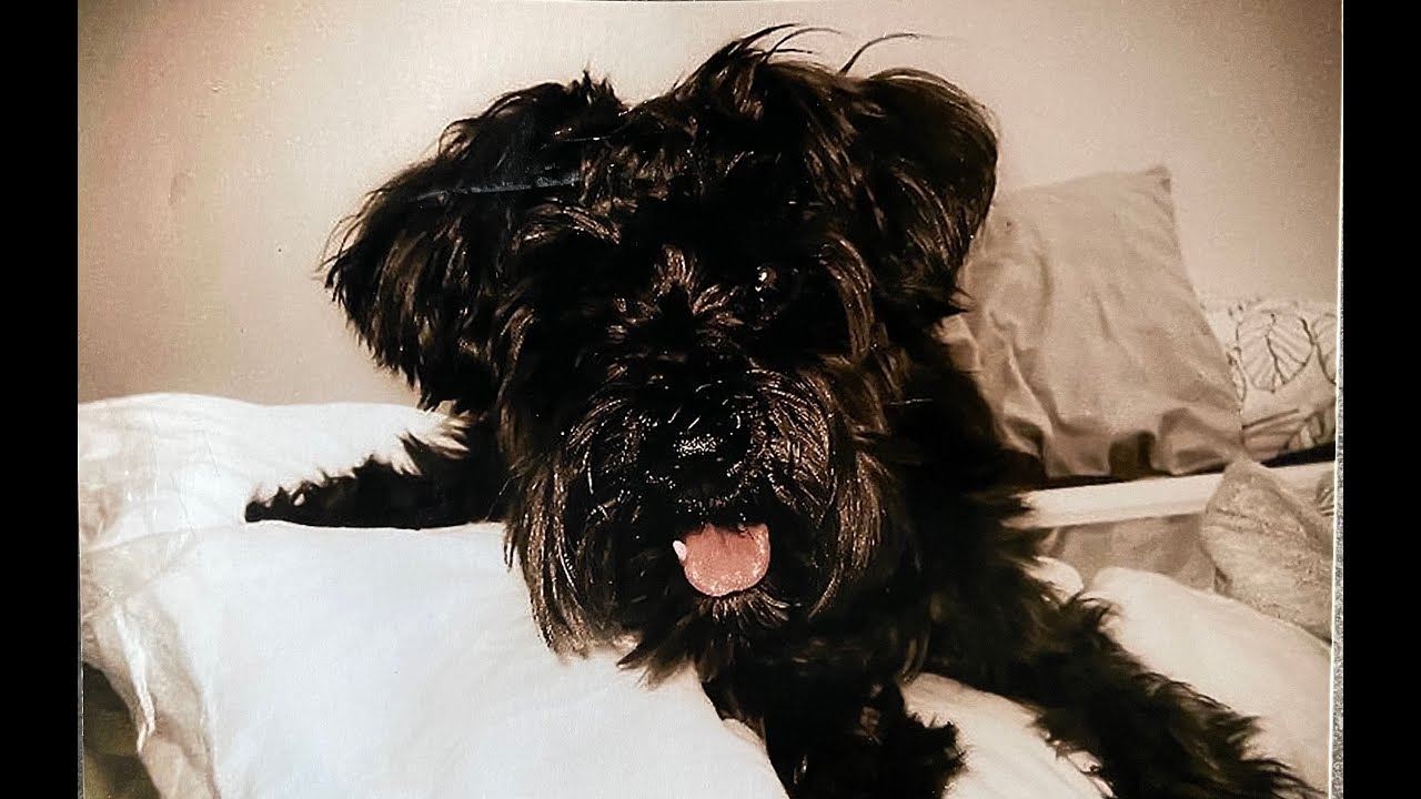 Ballad for Olly by Brian Hanegan