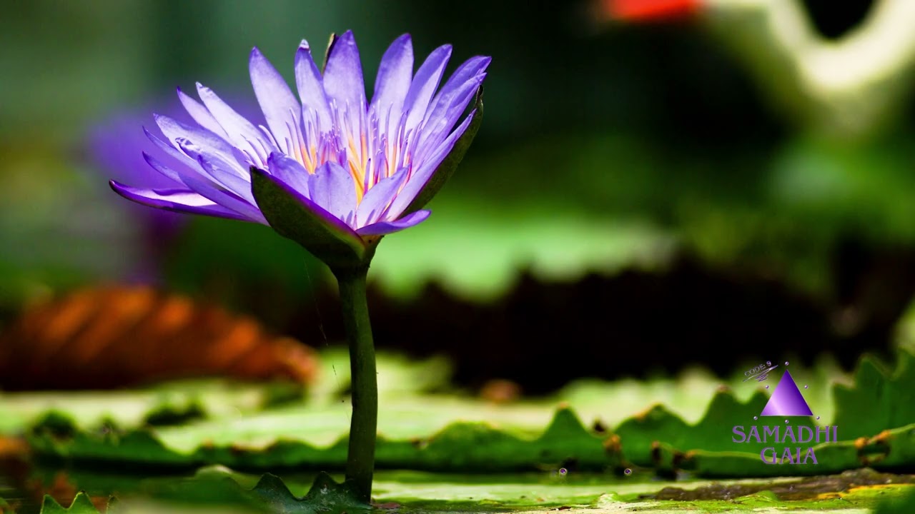 Meditação guiada . Cura e Reconexão. Semana 12.01.2026