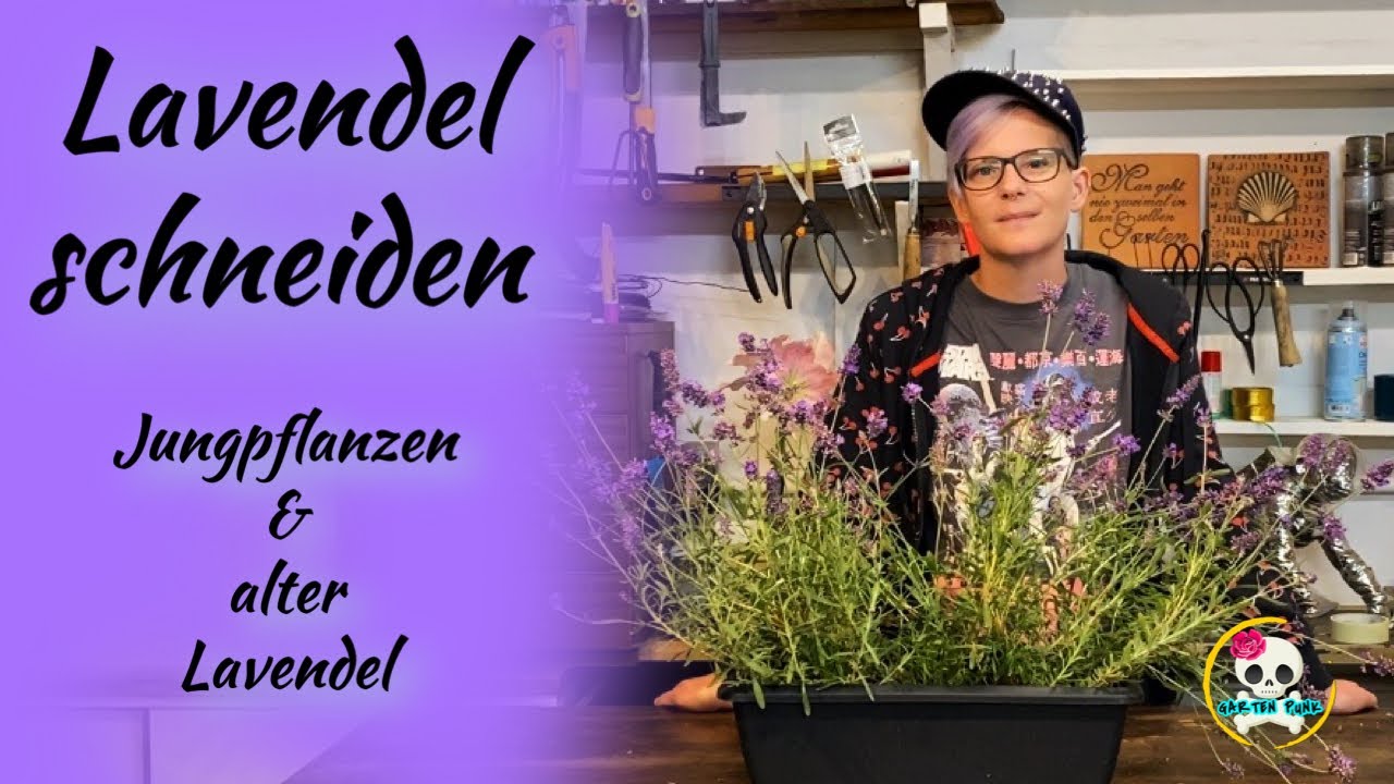Lavendel schneiden / So schneide ich meinen | Jungpflanze & alter Lavendel