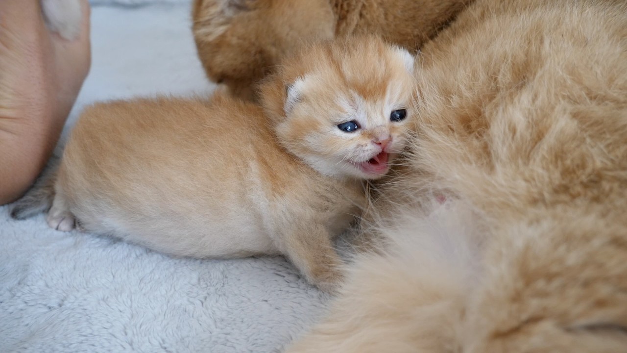 Does Mimi's kitten look like her mom? Or is she like her daddy?