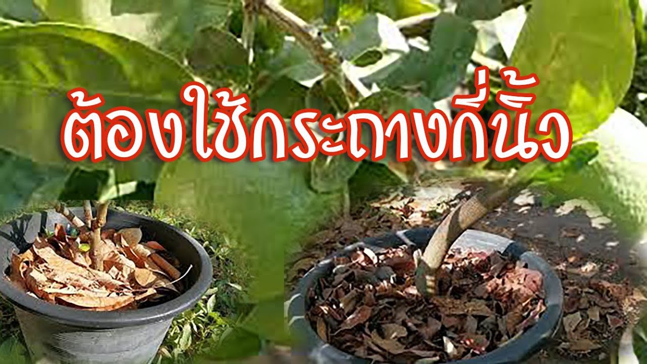 มะนาวกระถาง ต้องกระถางใหญ่ขนาดไหน