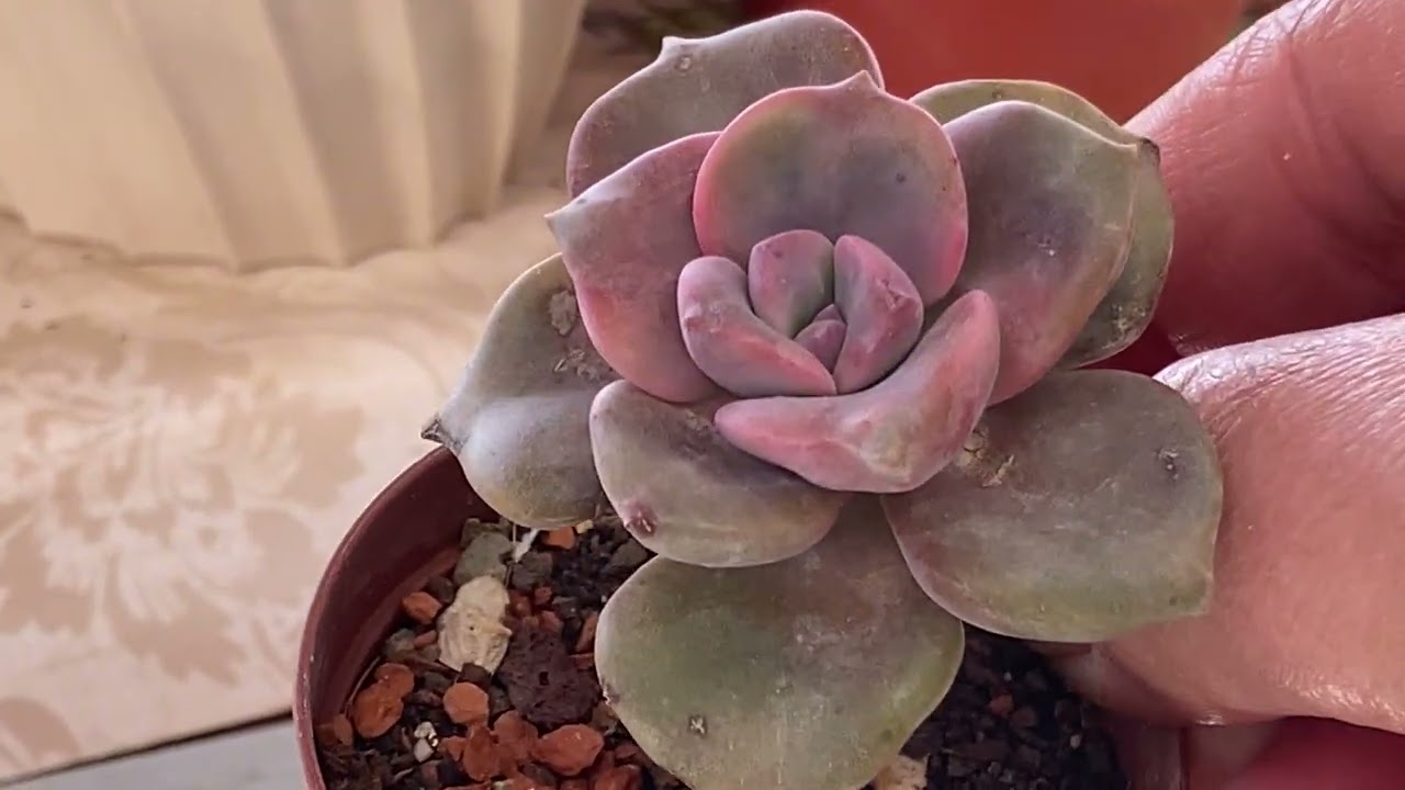 🌸Echelere REÇEL döktüm🌸Gönlümü Coşturanlar🌸 #echeveria #sukulent #succulent #sukulentbakimi 