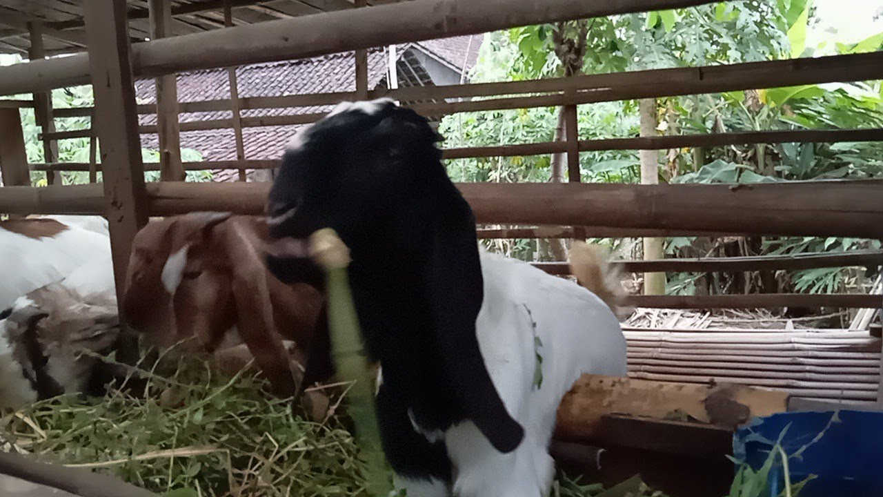 KAMBING JAWA RANDU MAKAN  RUMPUT