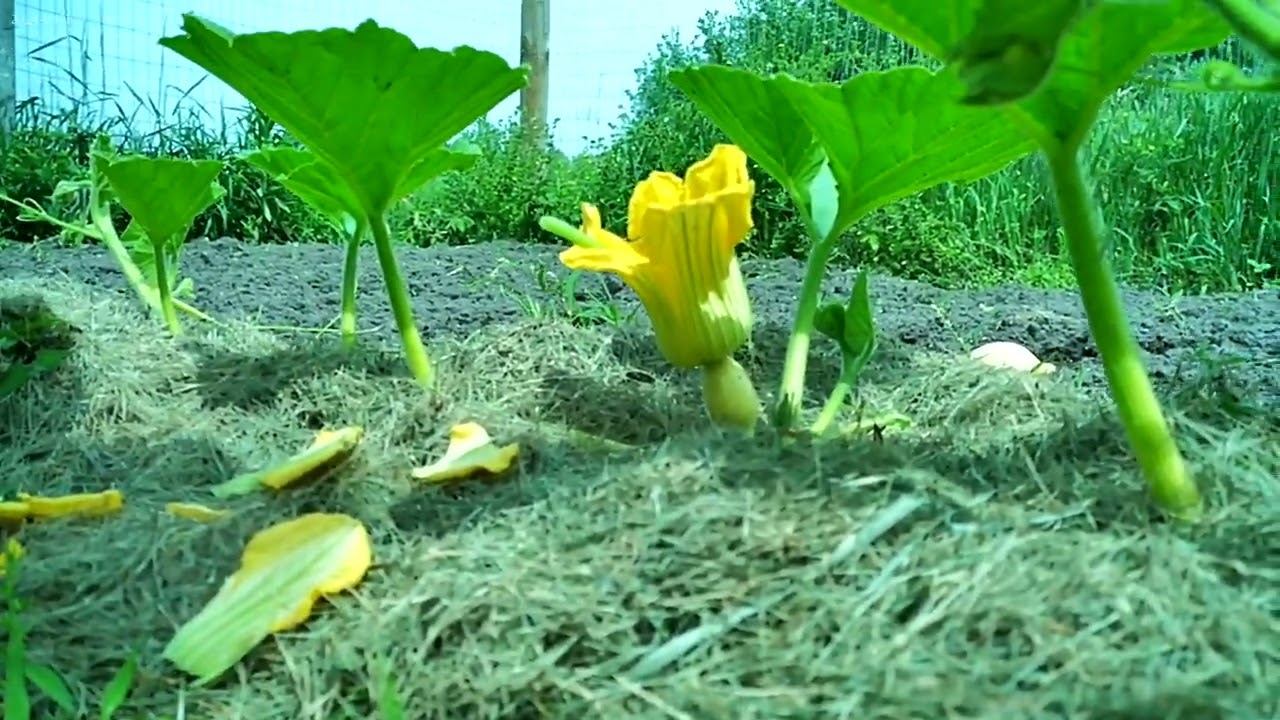 Giant pumpkin day 1 I guess?