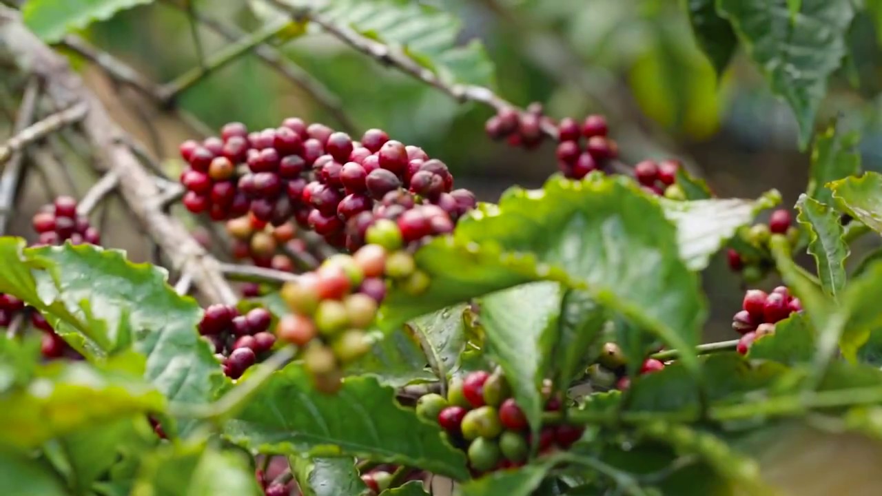 Het koffie brandt proces van Royal Taste Company
