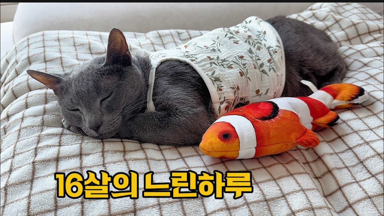 16살이 되면 하루 대부분을 이렇게 보내요ㅣ노묘 일상 브이로그 고양이 브이로그 
