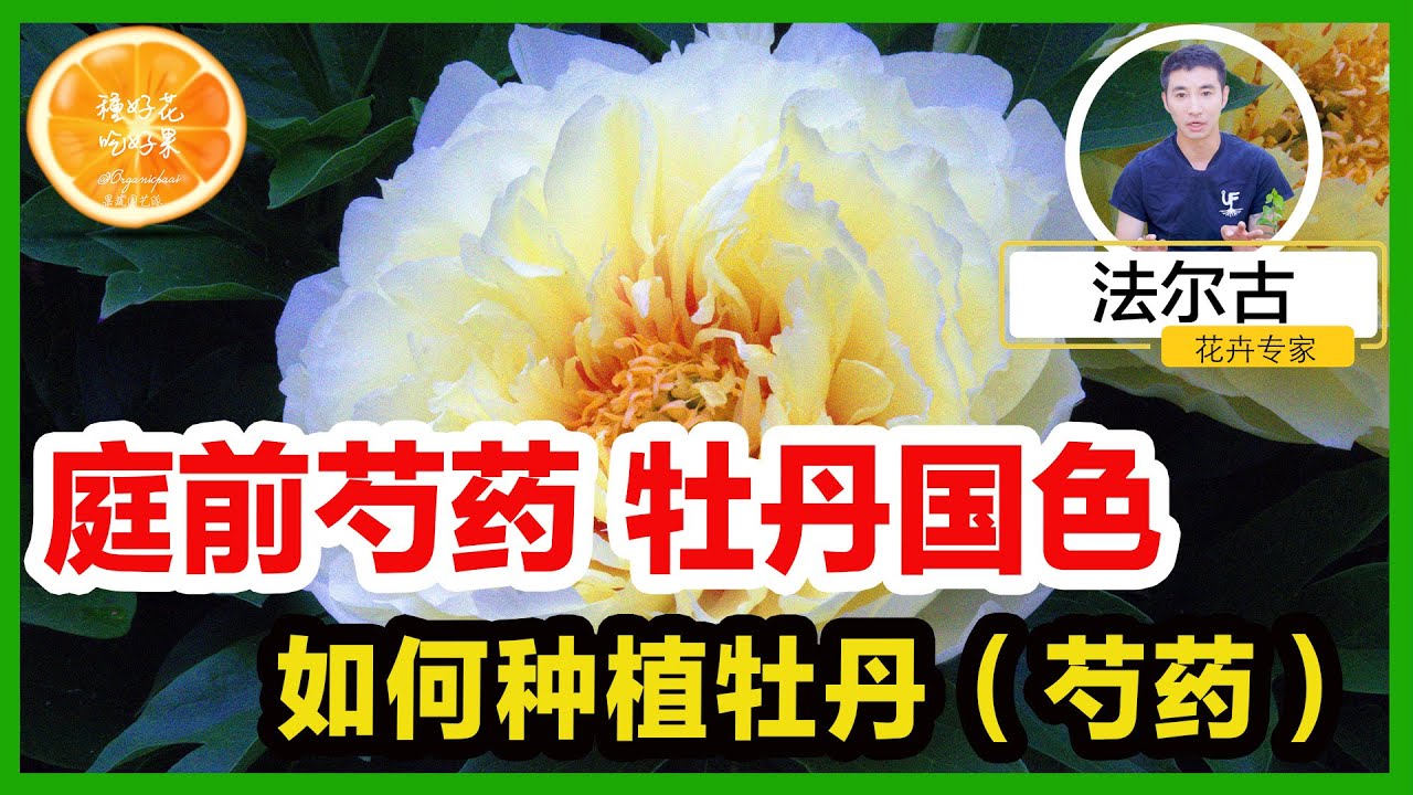 在家种牡丹吧 庭前牡丹 花开富贵 | 牡丹花种植技巧全公开 | 洛杉矶 西雅图 纽约地区 牡丹种植注意事项 | 种植牡丹花需要哪种土壤 | 如何浇水 | 如何施肥 | 如何防治病虫害 |  花卉种植