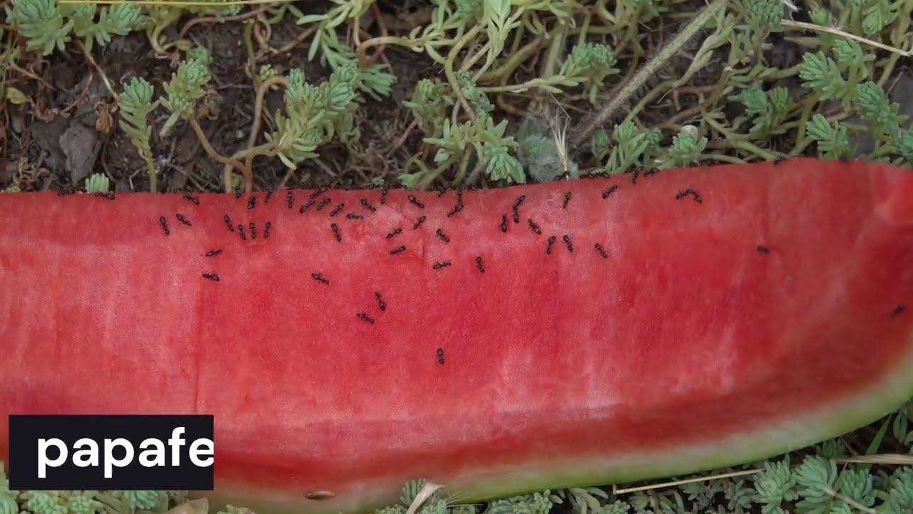 Szomjas hangyák, Thirsty ants, Durstige Ameisen, Жаждущие муравьи, Hormigas sedientas, Tørste maur.