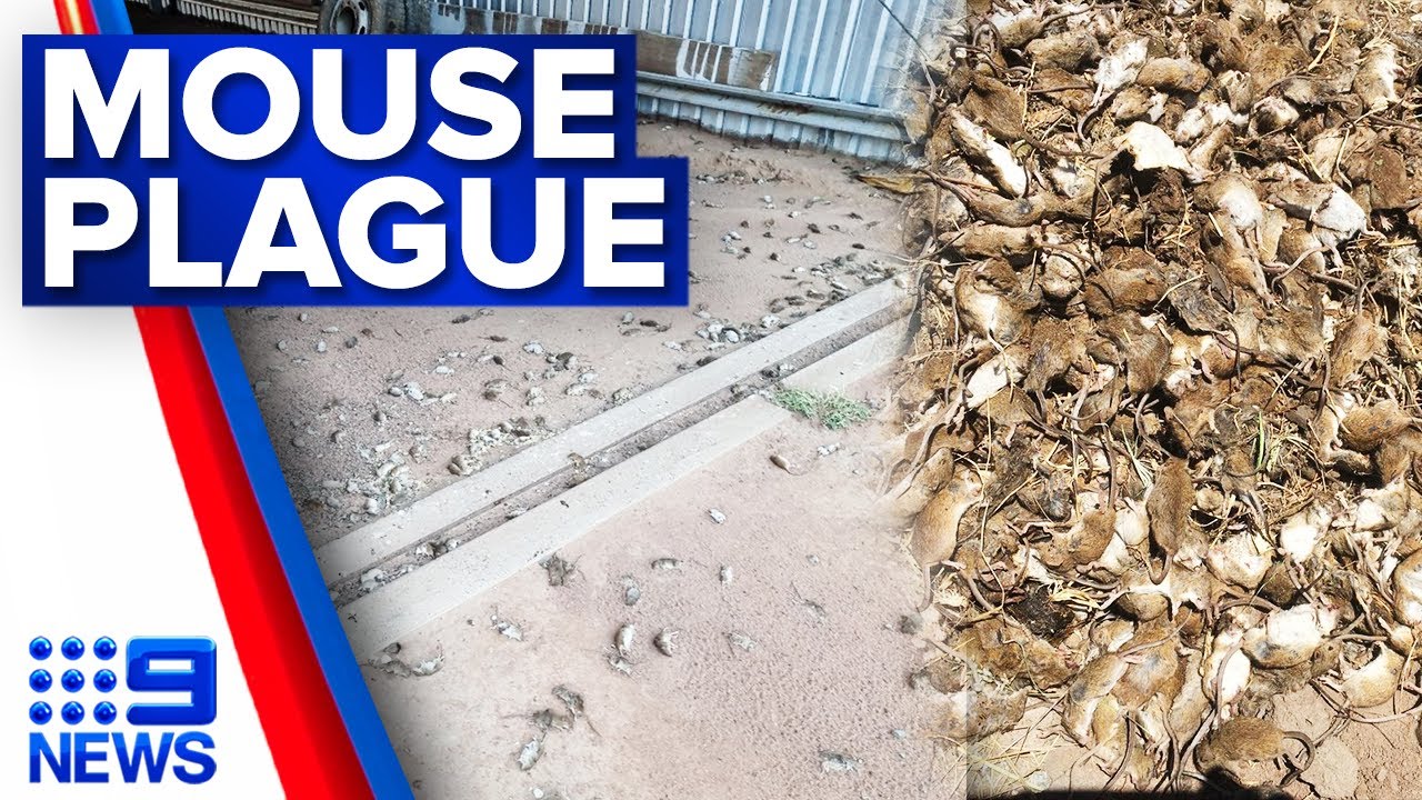 Farmers to get support for mouse plague crisis | 9 News Australia