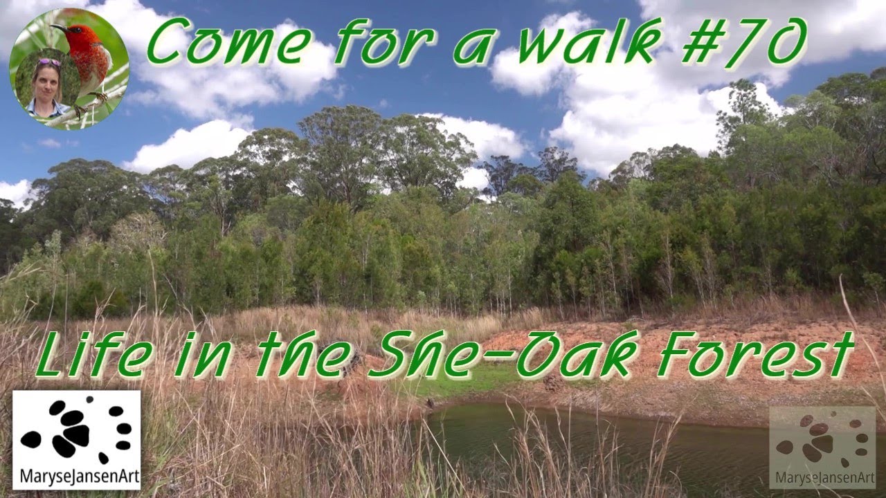 Life in the She-Oak Forest - Come for a walk in the Australian Bush Series #70