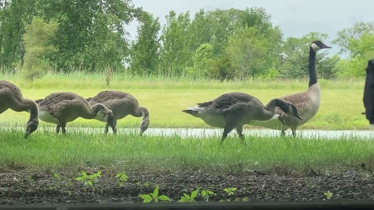 Geese in Essexville MI JUN 19 2025
