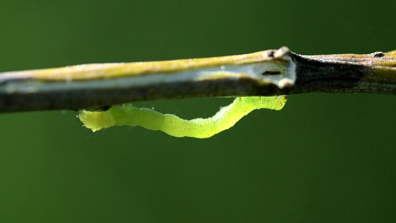 Som natura, som biodiversitat