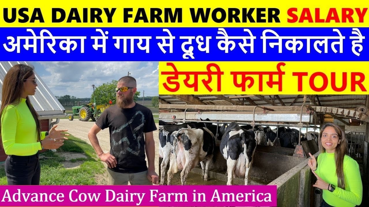 USA में डेरी फार्म Job Salary | Dairy Farm Worker Salary In America | USA Cow milking Process Hindi