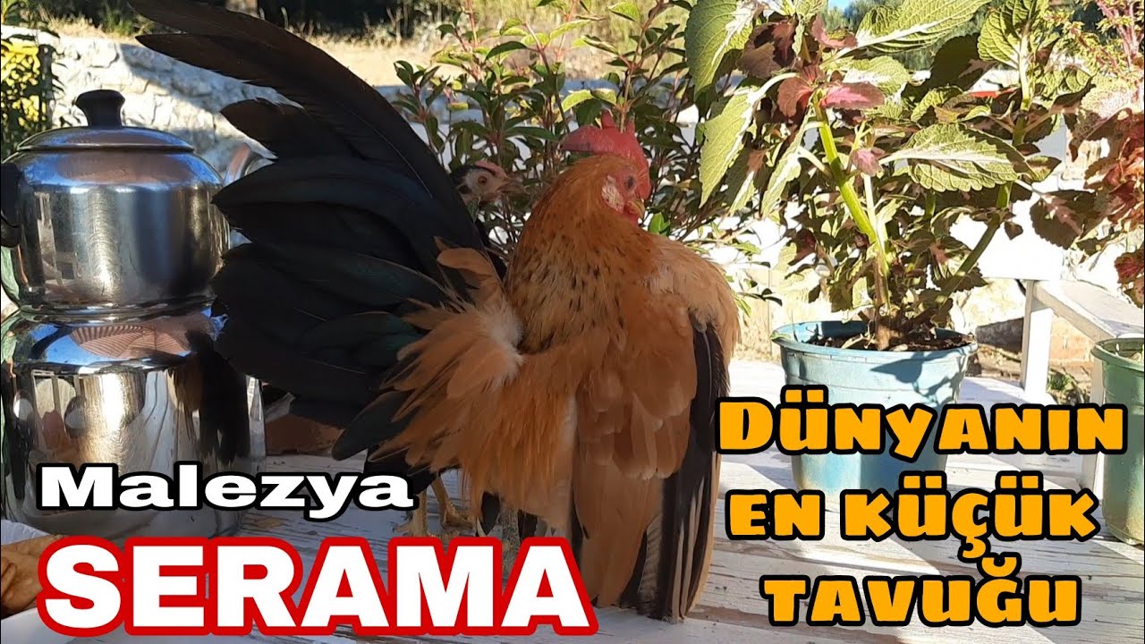 DÜNYANIN EN KÜÇÜK TAVUĞU MALEZYA SERAMA VE DÜNYADAKİ EN İYİ YETİŞTİRİCERİNDEN MUSTAFA AKGÜL HOBİ BAH