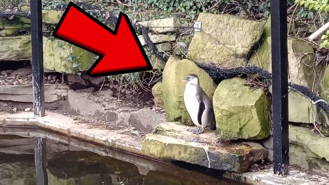 Ronnie the Humboldt Penguin's saga