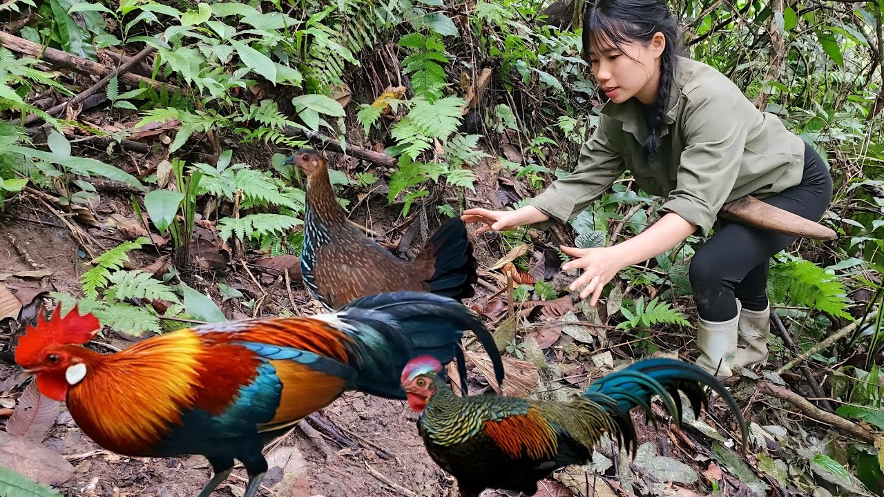 Survining alone in the forest:The girl a trap and luckily caught a will chicken