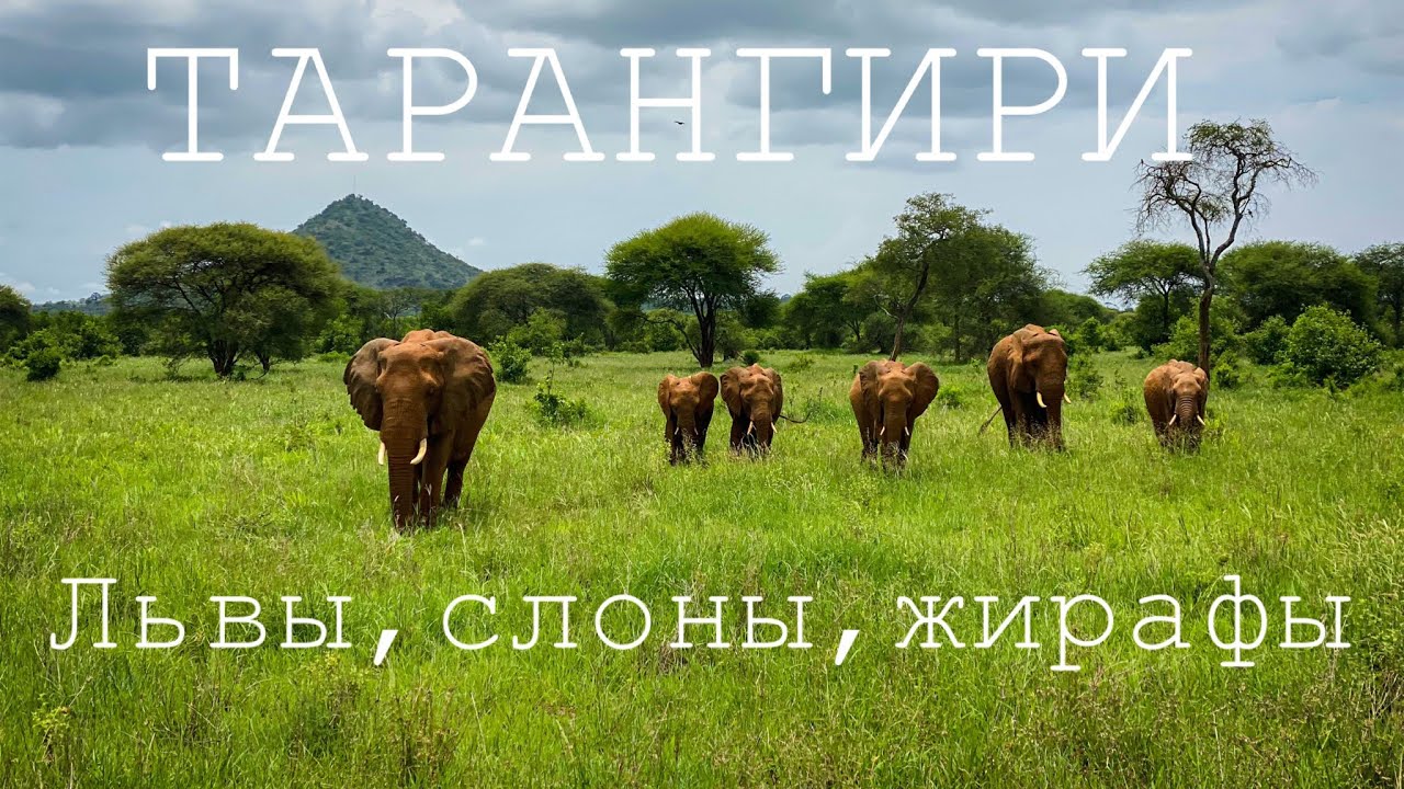 Африканское сафари. Тарангири. Львы, слоны, жирафы.
