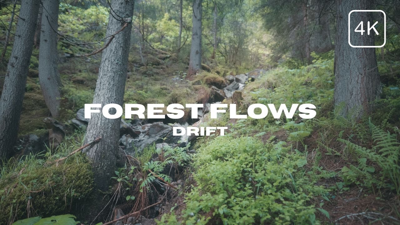 Forest Light 06 - Flow 🌱 (1 Hour, No Loop, 4K Nature Video)