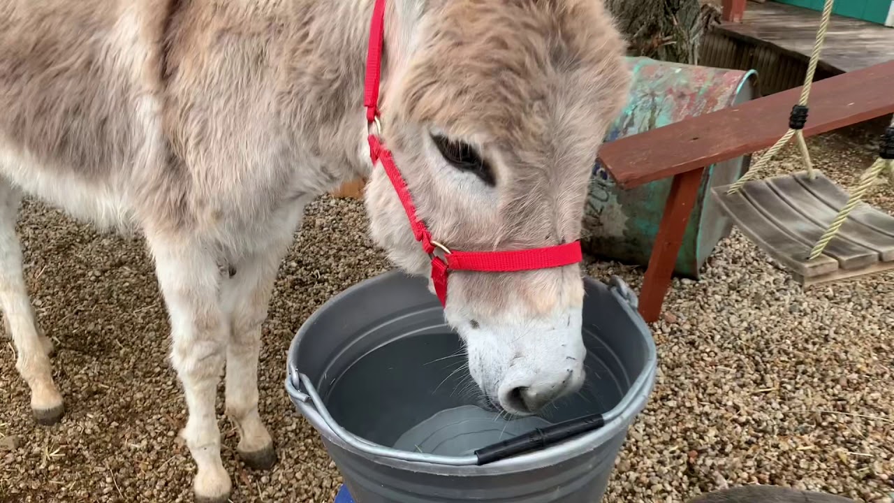 【ロバの水の飲み方】可愛い💕