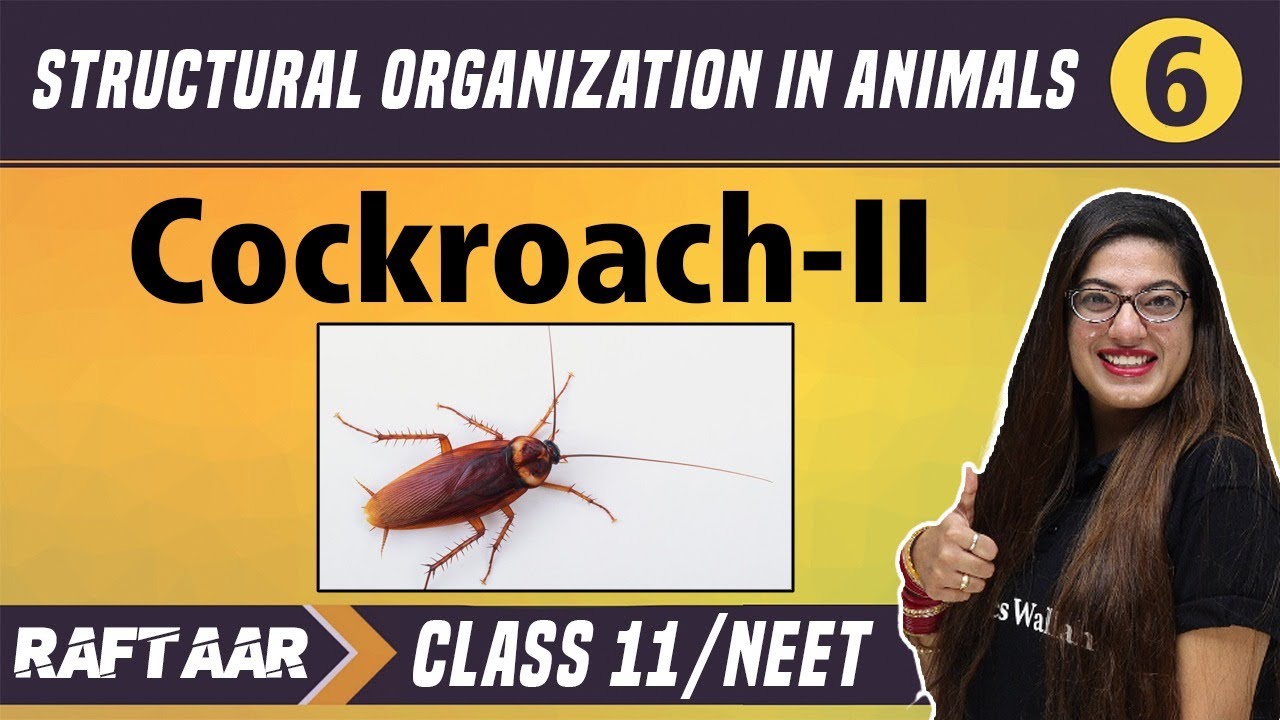 Structural Organization in Animals 06 || Cockroach-II || Class 11/NEET || RAFTAAR