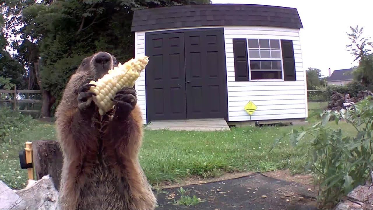 That Burp At The End Tho!