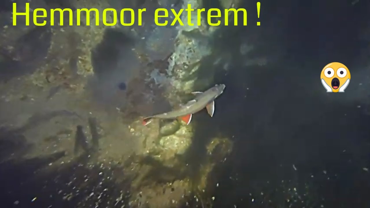 Meet and Dive #024 Hemmoor extrem - wieder mal der Hammer