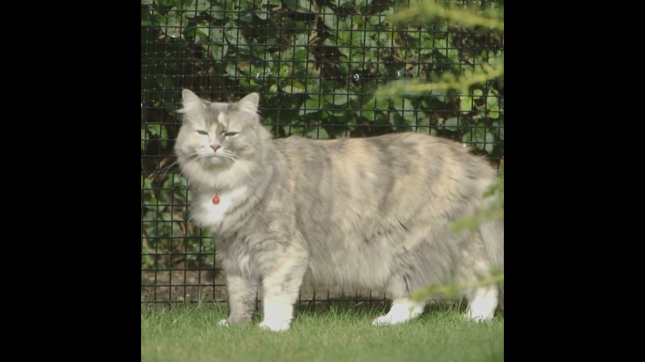 Cat fencing solutions for total peace of mind.  