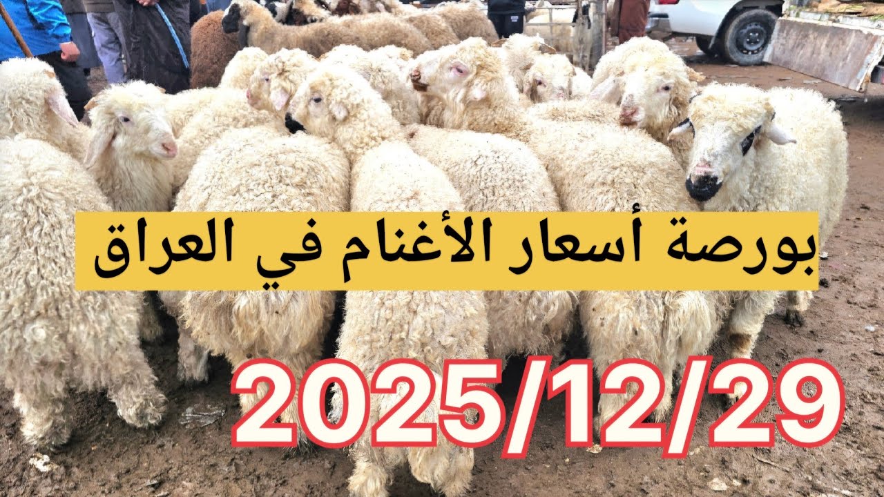 رغم الاجواء الباردة سوق الاغنام و الماعز تشتد فيه الحركة