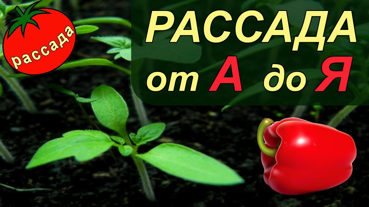 РАССАДА ПЕРЦА от А до Я