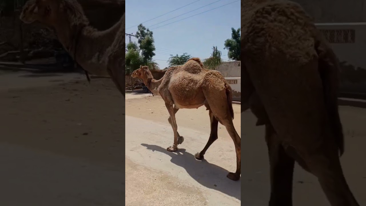 desert Camel  #camel #camels #beautiful #beauty #desert #thar #culture