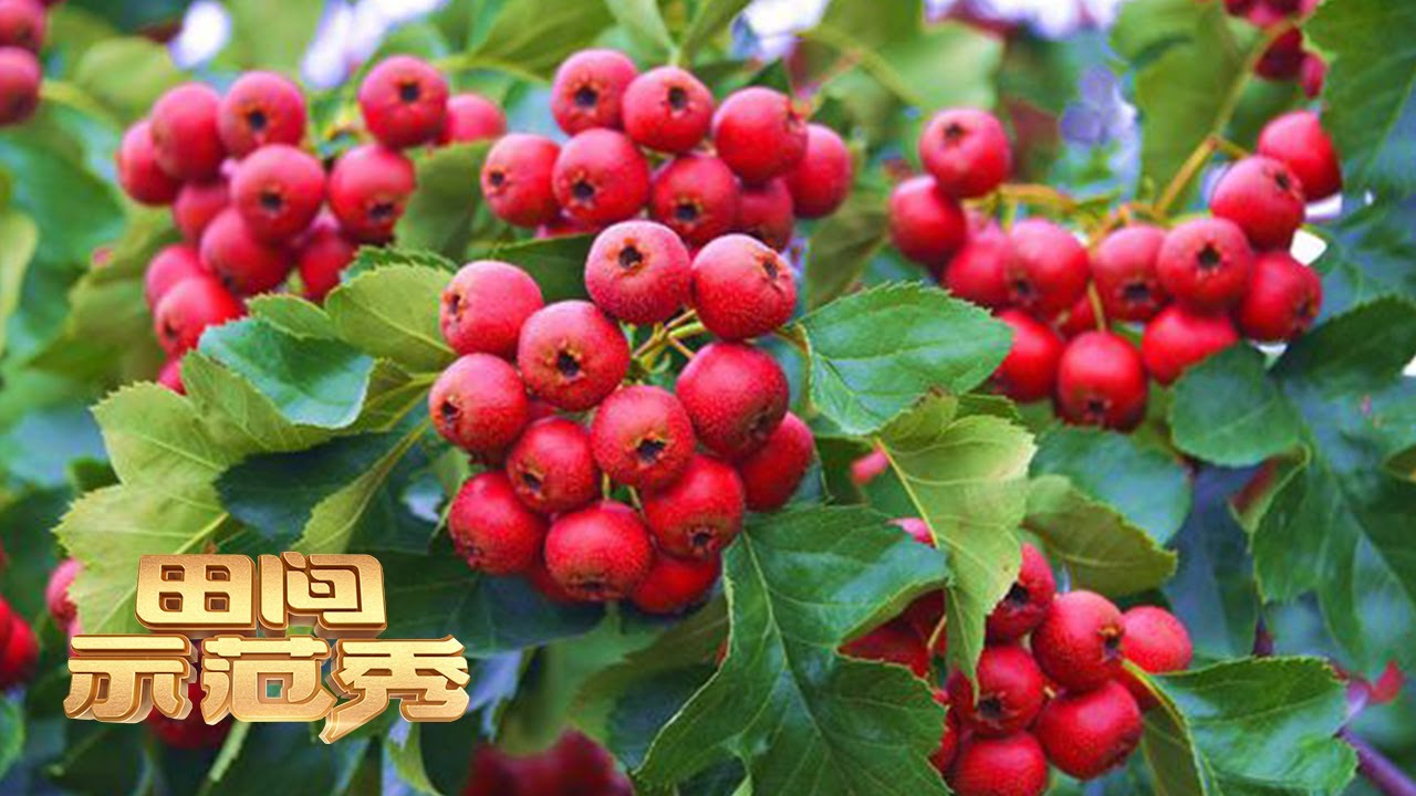 让300棵山楂树提高产量是什么体验？快来感受下专家种植山楂的绝顶妙招！丨「田间示范秀」20221222