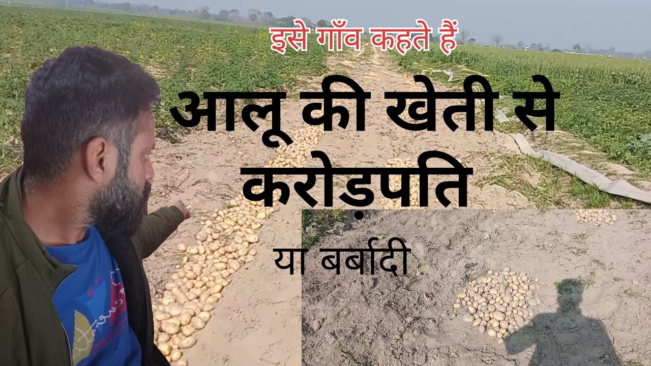 JEWAR # आलू की खेती से करोड़पति #इसे गाँव कहते हैं #villagelifestyle #villagelife #minivlog 