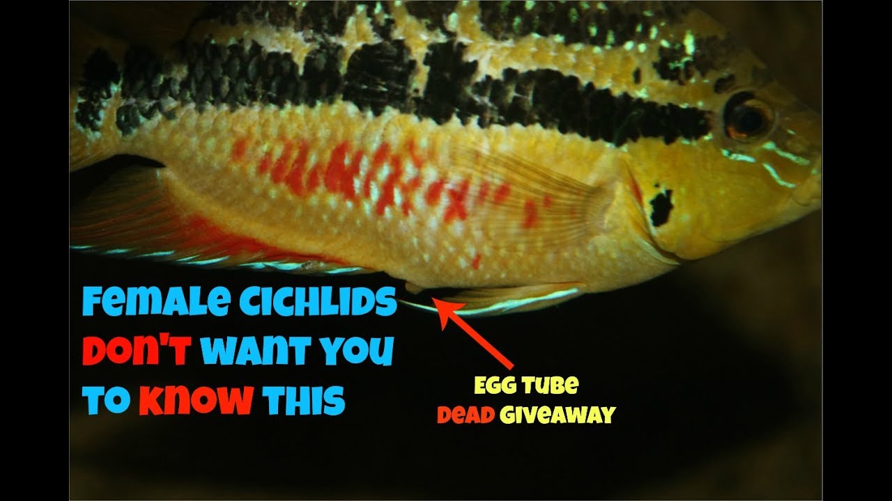 A DEAD GIVEAWAY That Your Fish is a Female