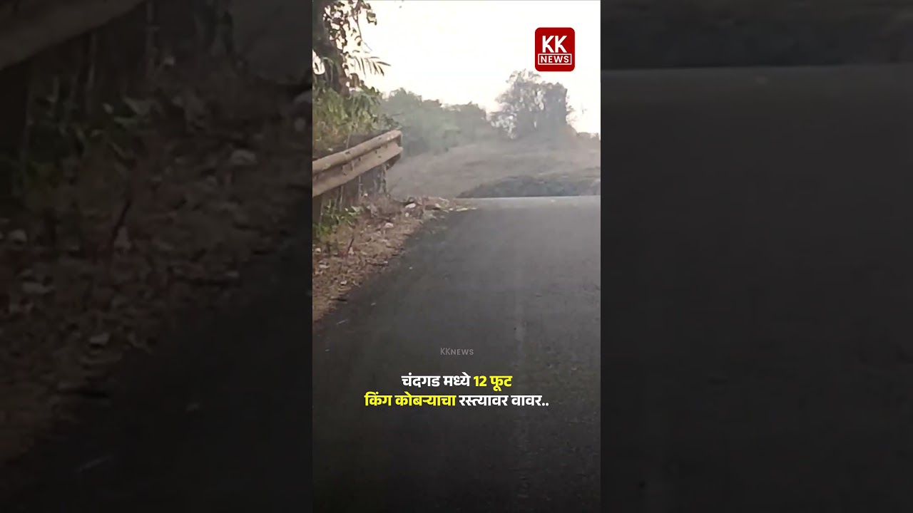 चंदगड मध्ये 12फूट किंग कोबऱ्याचा रस्त्यावर वावर.. #chandgad #kknews #kingcobra