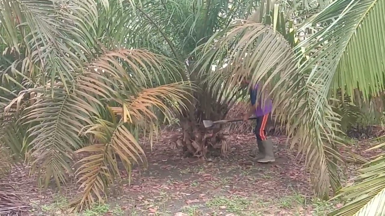 Panen 53 pokok hasil nya 175 kg 👍
