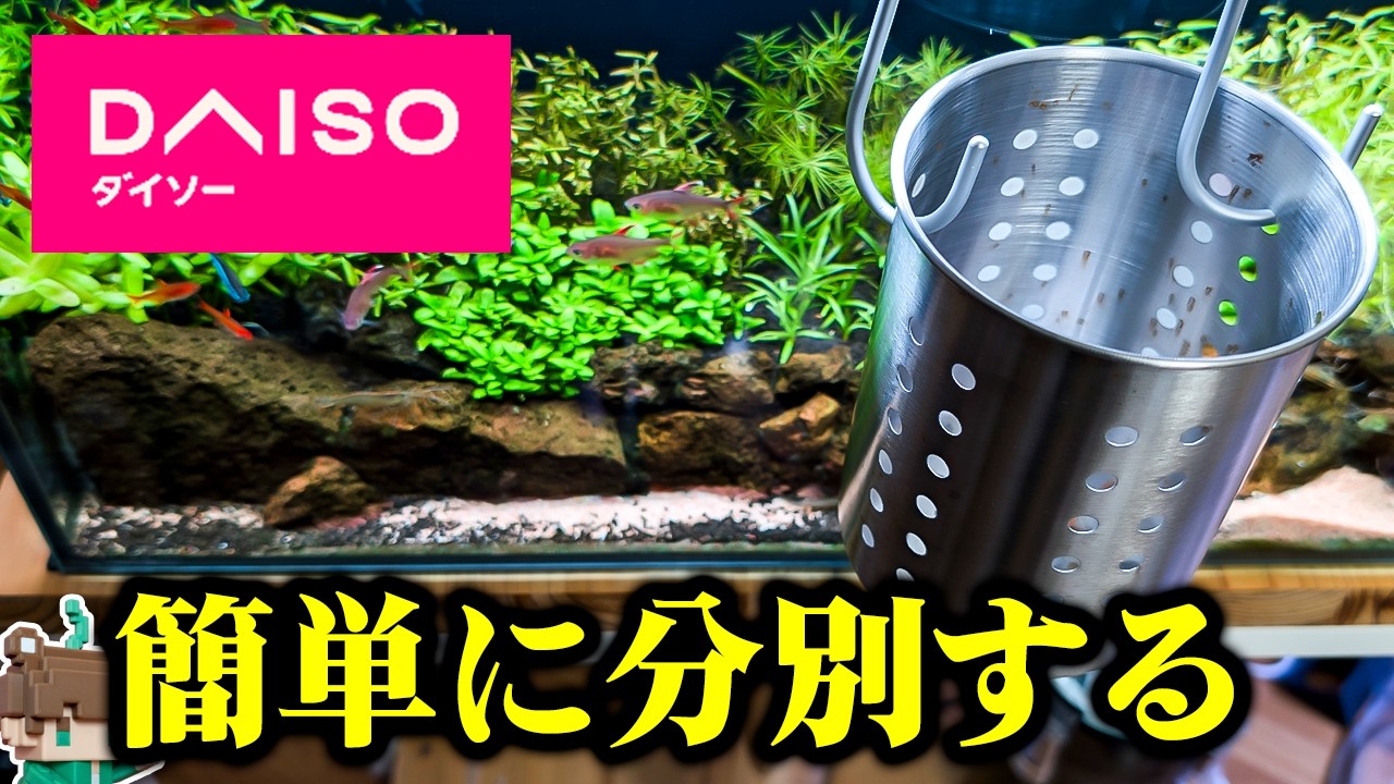 【初心者も必見】100均活用！底床の吸い出し方法を解説！生体廃棄の事故防止やゴミの分別も捗ります【ビバアクア】#アクアリウム #熱帯魚 #ダイソー #セリア