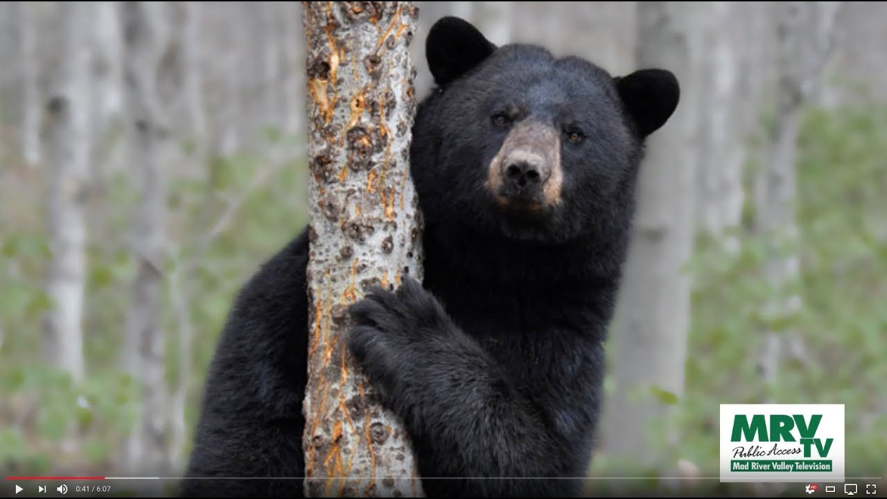 Vermont's Black Bears