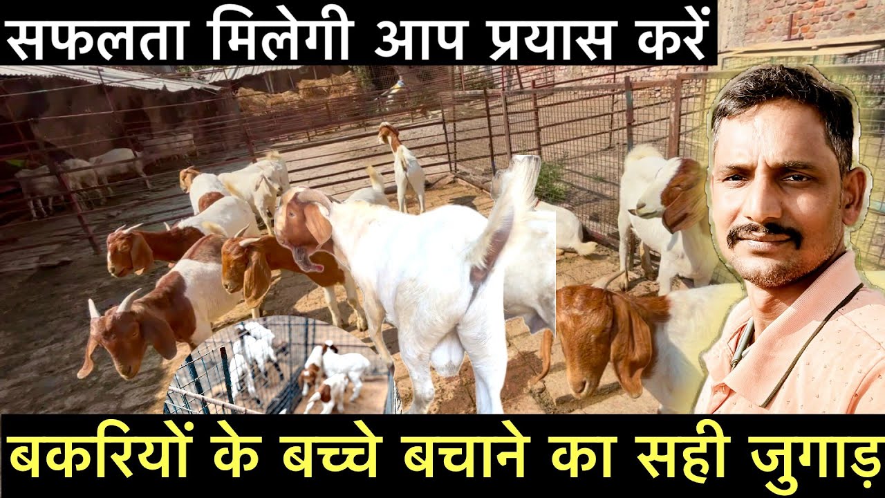 सही समय पर सही बदलाव आप को बकरी पालन में बचाए रखता है || Goat Care In Farm 