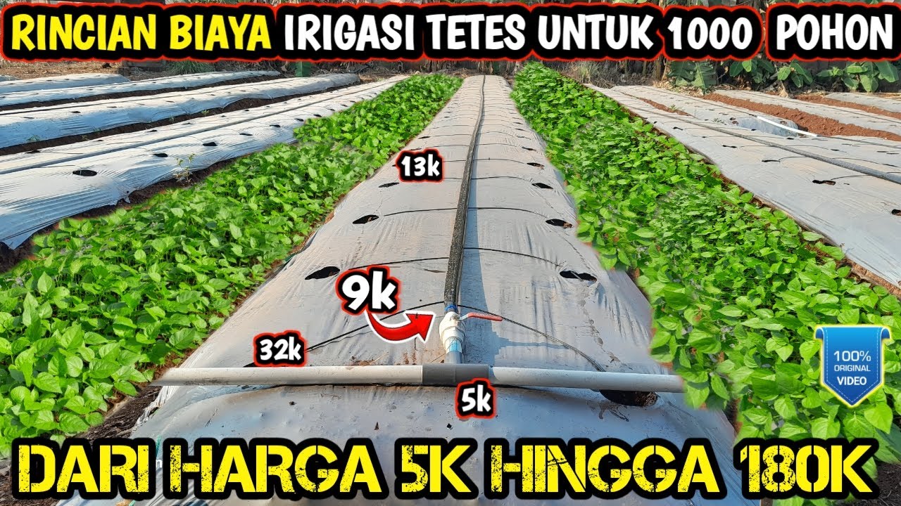 🔴 rincian biaya pemasangan irigasi tetes pertanian untuk 1000 pohon
