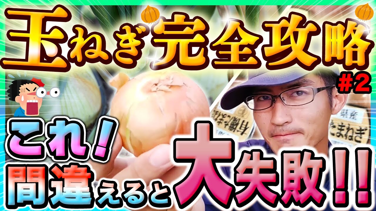 【玉ねぎ】これ1本で重要な所が丸わかり　苗植え~収穫 保存 病気 害虫まで