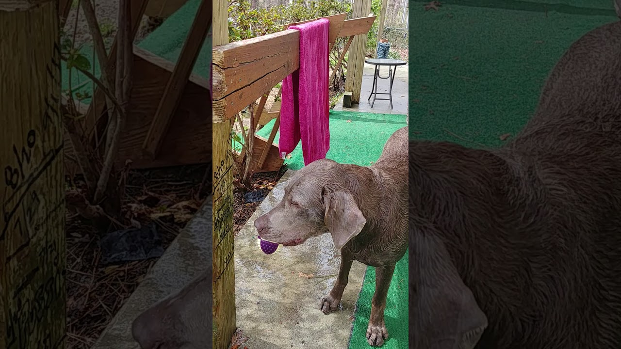 Intex pool home made dog ramp for dogs up to 75 pounds.
