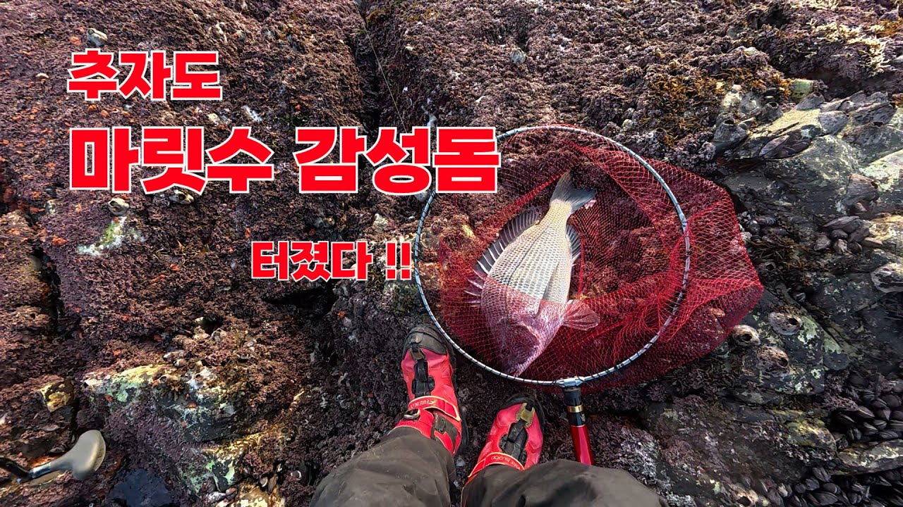 추자도야영낚시(초등감성돔)_큰연목