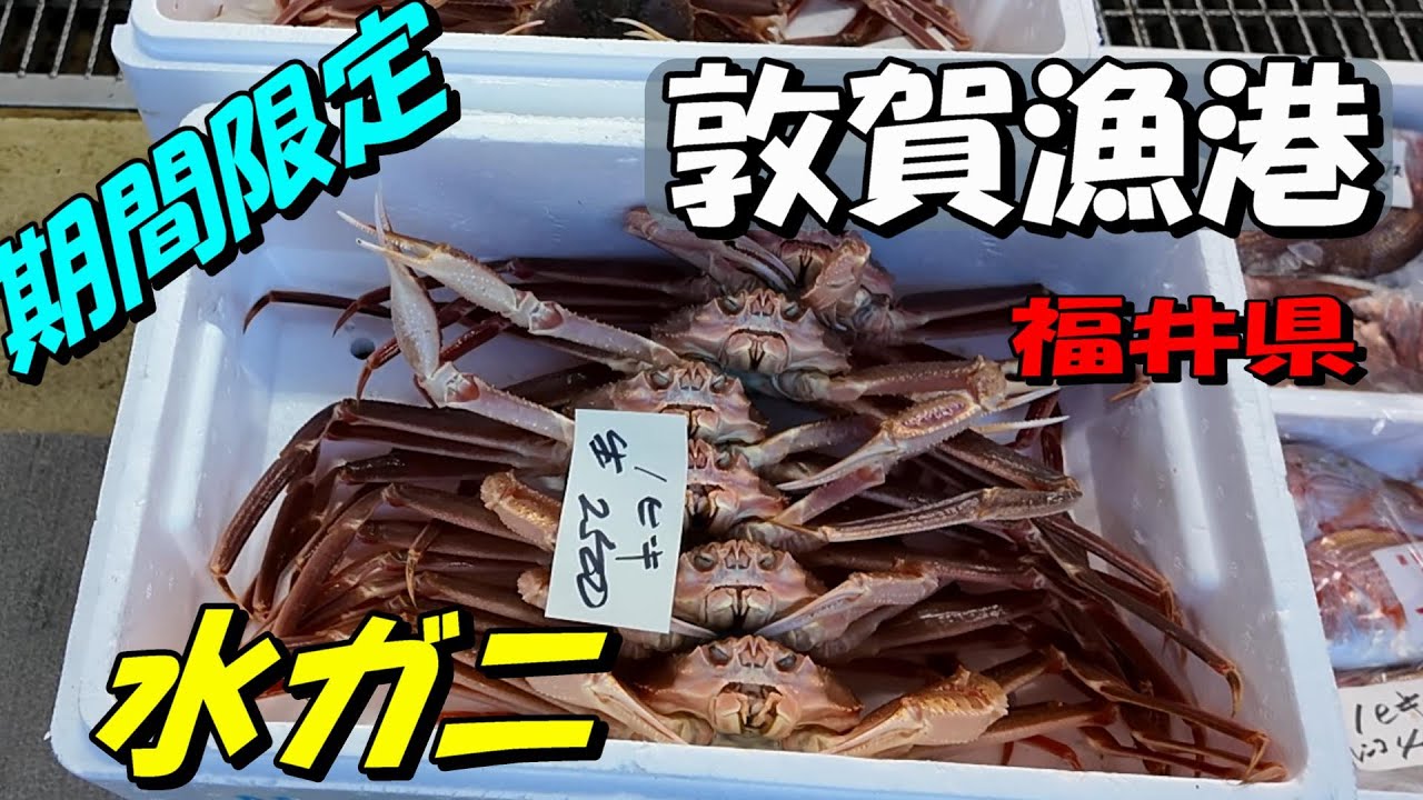【敦賀漁港】期間限定の『水ガニ』　「相木魚問屋」さんでお買い物