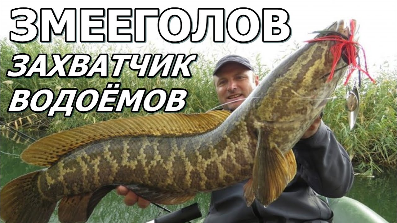ЗМЕЕГОЛОВ - Захватчик водоёмов