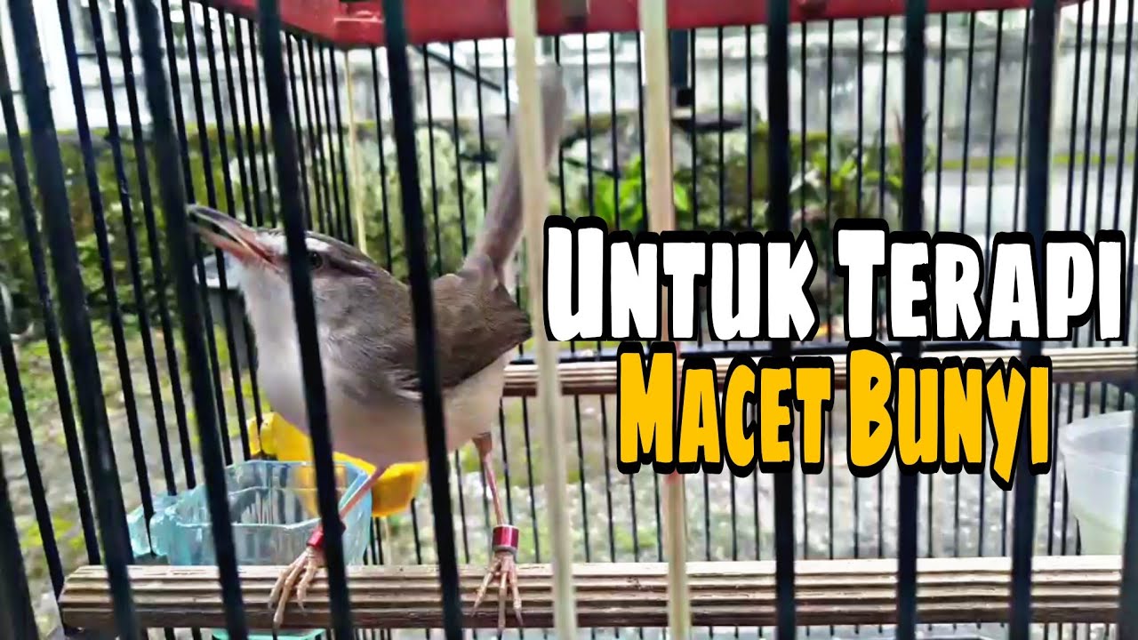Untuk Terapi Ciblek Sawah Macet Bunyi... Ciblek Sawah Gacor | Pancingan Ciblek jantan